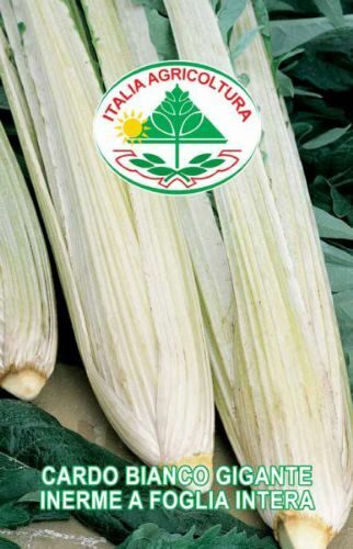 Vild Artiskok - Cardo Bianco Gigante Inerme Foglia Intera