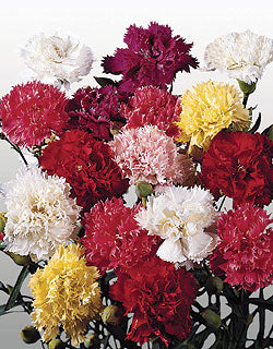 Nellike - Chabaud Giant mix - Dianthus Caryophyllus