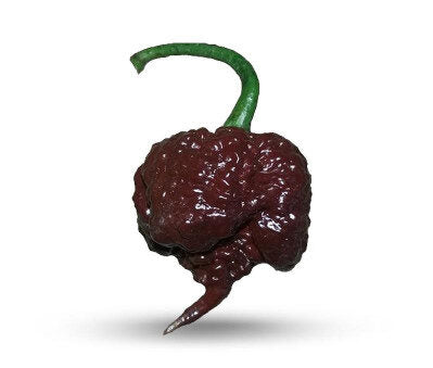Carolina Reaper Chocolate - C chinense