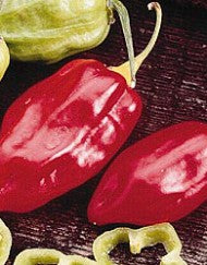 Antillais Caribbean Red Habanero - Plante