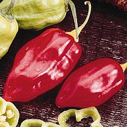 habanero - Caribbean red -  C. chinense