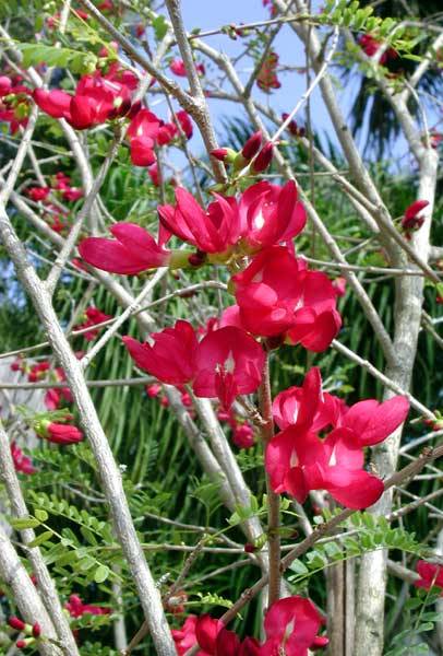Cassia Grandis - Caroa Tree -
