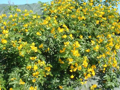 Guld Cassia - Cassia Floribunda