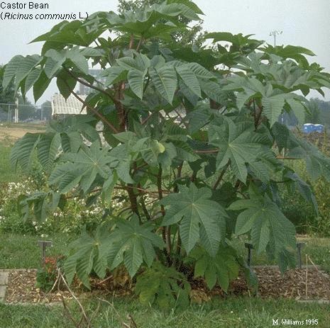Olieplante / Kristpalme - Ricinius communis 'Green Giant'