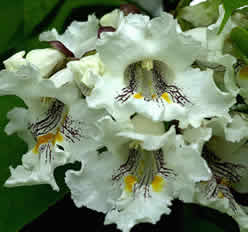 Amerikansk Trompetkrone - catalpa Speciosa