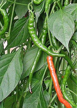 Cayenne long slim - C. annuum