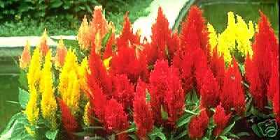 Cockscomb (Hanekam) 'celosia Plume'