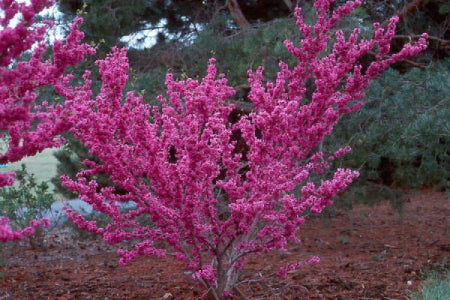 Kinesisk Judastræ - Cercis sinensis