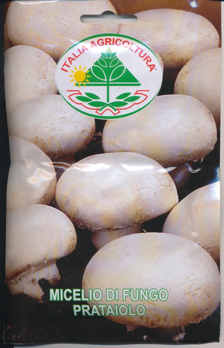 Champignon - Prataiolo - Agaricus campestris