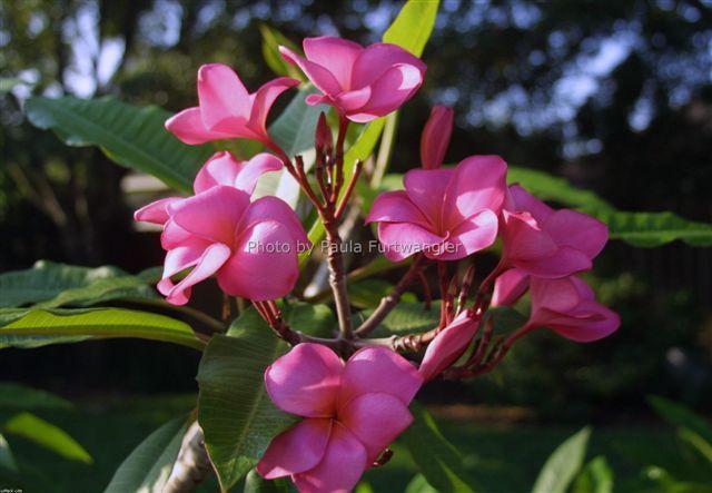 Plumeria -  Charlotte Ebert
