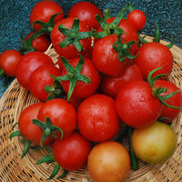 Chadwick's Cherry - tomat