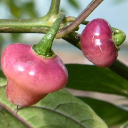 Cheiro Roxa - C.chinense