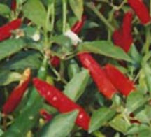Chi-Chien - C.annuum