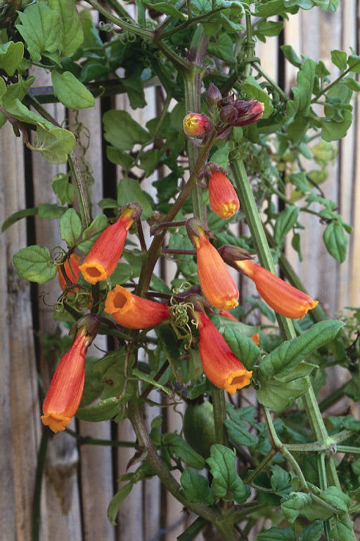 Skønranke - Eccremocarpus Scaber