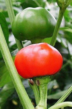 Large red Cherry