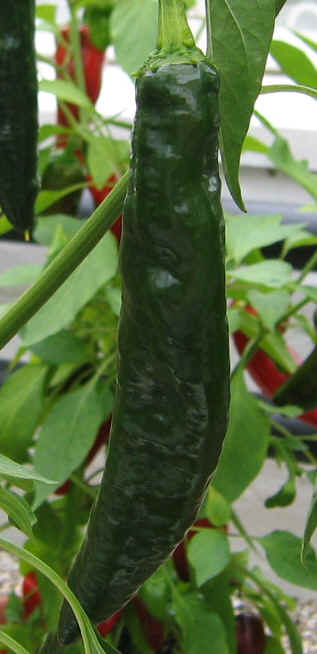 Passillia Bajio
