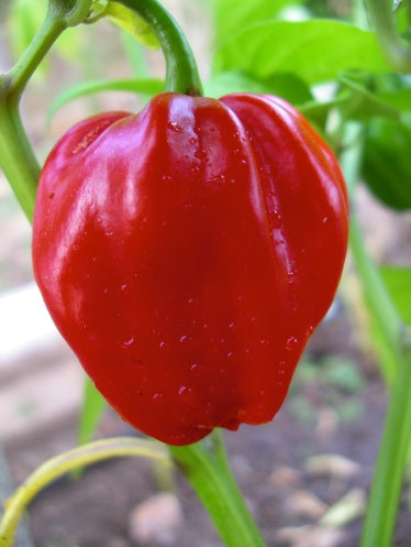 Habañero Red - C. chinense