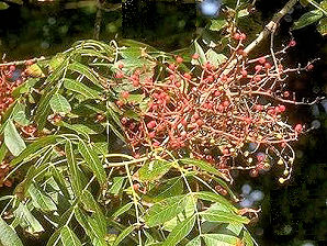 Kinesisk Pistacia – Pistacia Chinensis