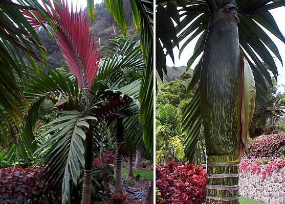 CHAMBEYRONIA macrocarpa  - Rødbladet Palme