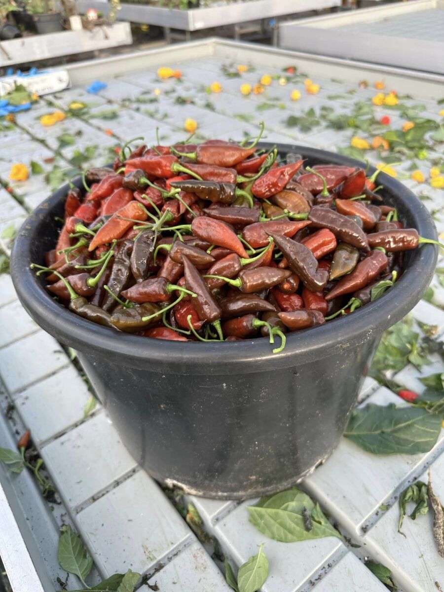 Rimmerhus Dorset Chocolate Naga - C. chinense