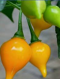 Chupetinho Yellow - Capsicum Chinense