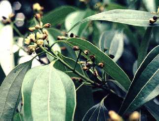 Kinesisk Kanel - Cinnamomum aromaticum