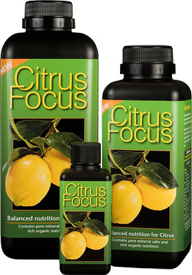 GT Citrus Focus 100 ml