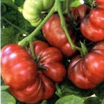 Red Calabash Tomat