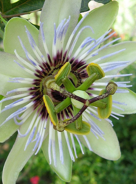 Passiflora 'Clear Sky' - plante