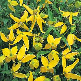Clematis - Radar Love