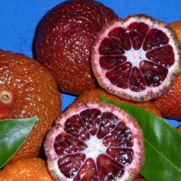 Blod Clementin 'Rubino' - Citrus clementino