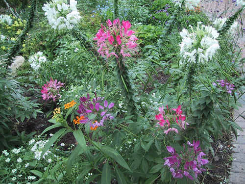Edderkoppeblomst - Fountain Mix - Cleome Hassleriana