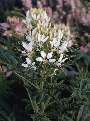 Edderkoppeblomst - Queen White - Cleome Hassleriana