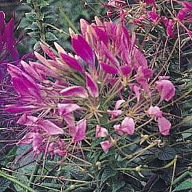Edderkoppeblomst - Queen Cherry- Cleome Hassleriana