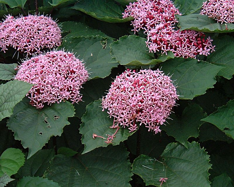Skæbnebusk - Clerodendron bungei