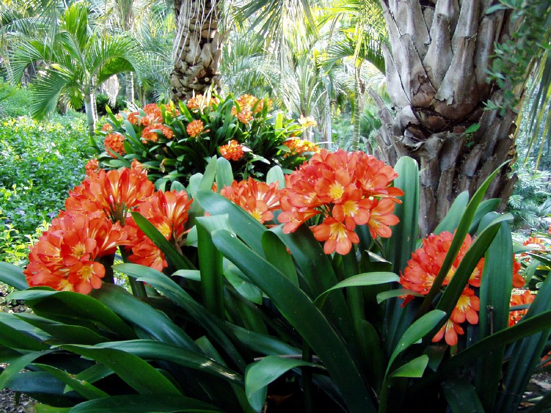 Clivia miniata - PLANTE