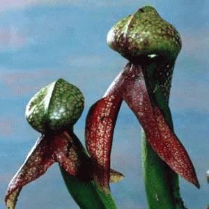 Cobra Lilje - Darlingtonia Californica