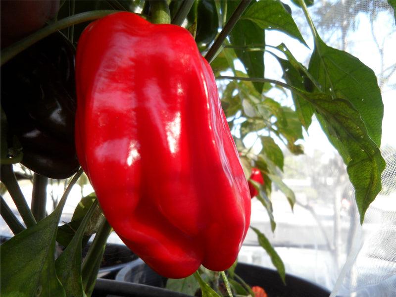 Criolla De Coccina - C.annuum