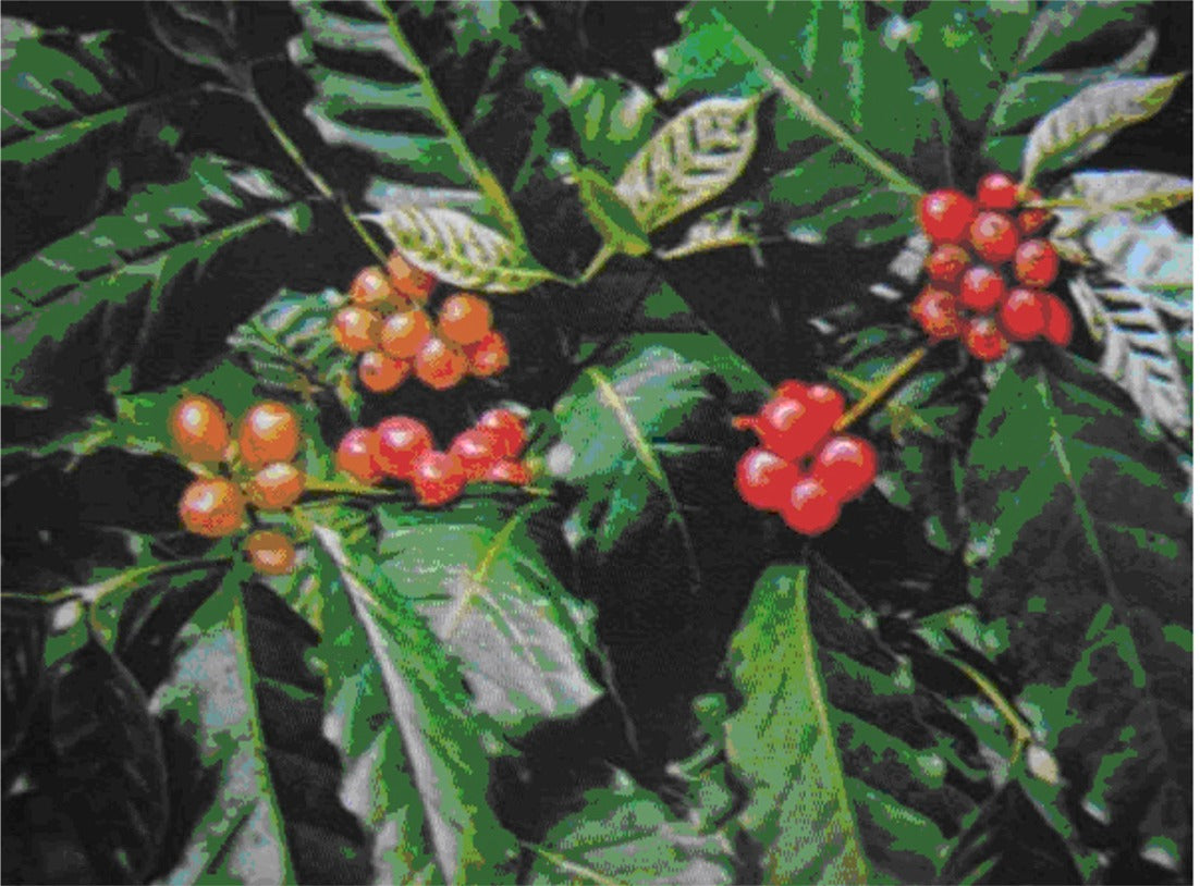 Kaffeplante - C. arabica