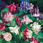 Akeleje - Columbine Biedermeier