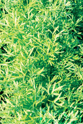 Koriander, Confetti - Coriandrum sativum