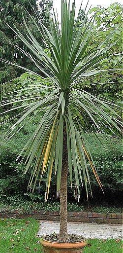 Cordyline Australis