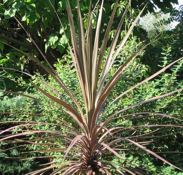 Cordyline Australis Purpurea
