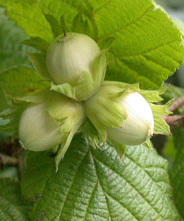 Almindelig Hassel - Corylus avelana