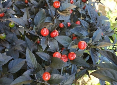 Costa Rica Orange - C. Frutescens