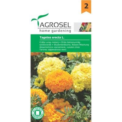 Tagetes Erecta
