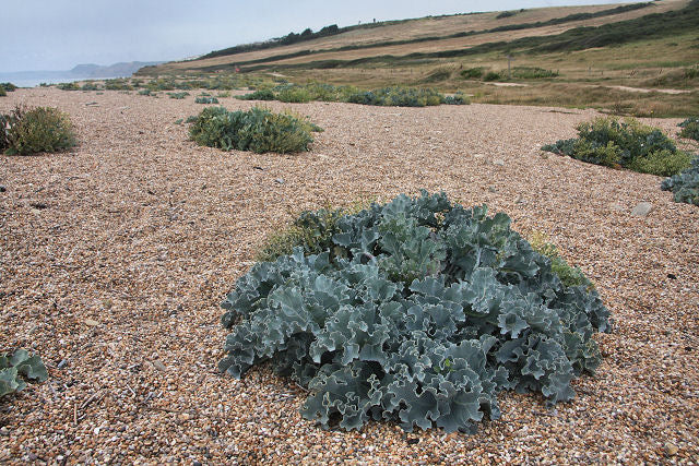 Strandkål - Crambe maritima
