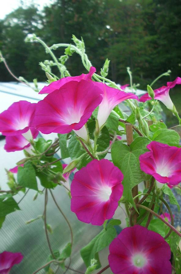 Pragt Snerle - 'Crimson Rambler' -  Ipomoea tricolor