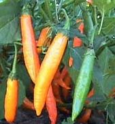 Criolla Sella - C. annuum