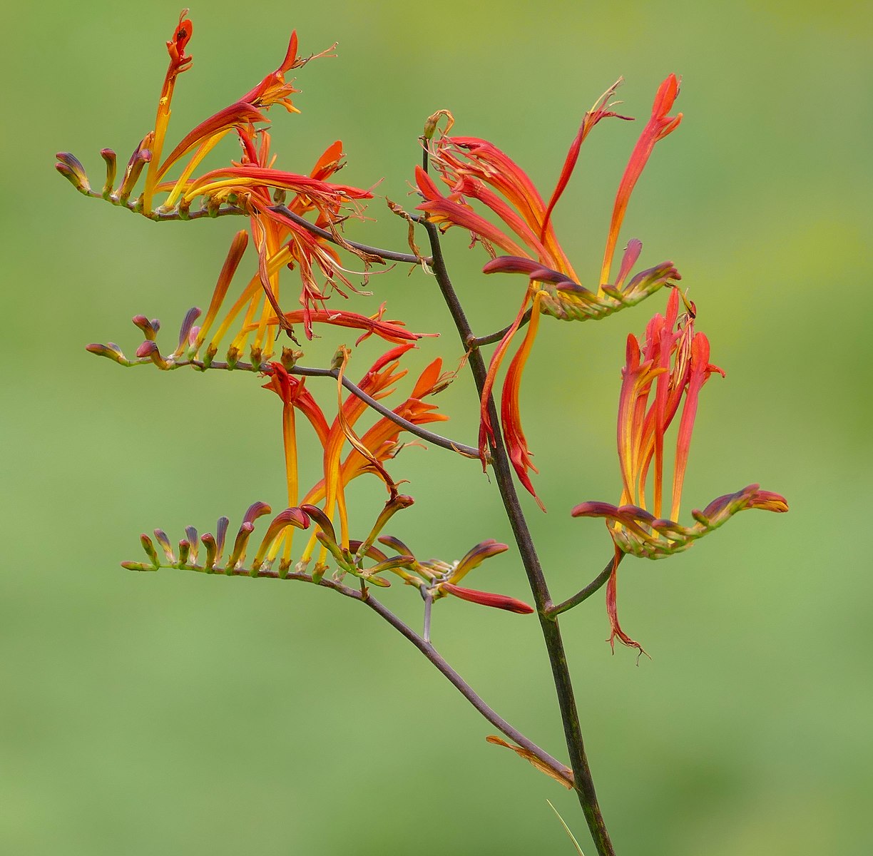 Iris - Crocosmia Paniculata Hybrid